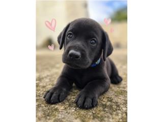 Labrador mix puppy  Puerto Rico