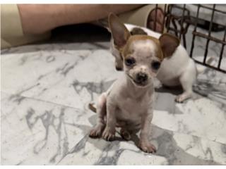 Chihuahua nene apple head con papeles  Puerto Rico