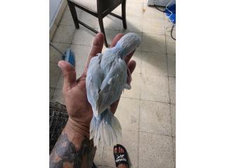 Ring neck  Puerto Rico
