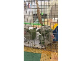 Puerto Rico Quakers en proceso de crianza  , Perros Gatos y Caballos