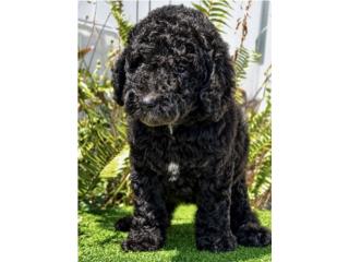 Poodle nena est�ndar  Puerto Rico