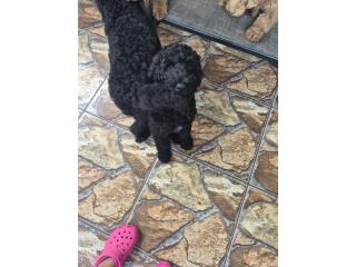 Bernedoodles F1B Puerto Rico