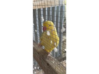 Ring Neck macho adulto  Puerto Rico