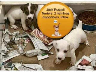 Jack Russell HEMBRAS Puerto Rico