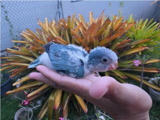 Quaker azul Puerto Rico