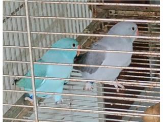 Parejita Ringneck  Puerto Rico