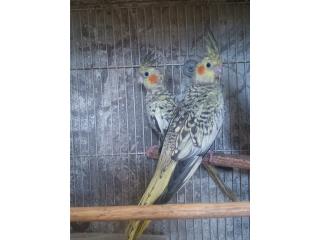 Cockatieles  Puerto Rico
