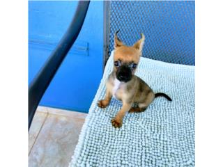 BELLO TOY CHIHUAHUA CON PAPELES-VACUNAS Puerto Rico