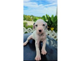 Precioso Dalmata Puerto Rico