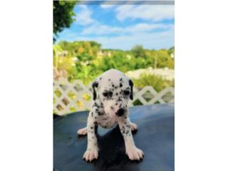 Hermosa Dalmata Puerto Rico