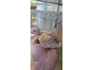 Ringneck handfeed  Puerto Rico