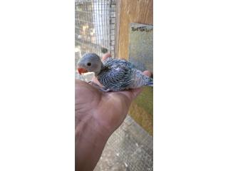 Ringneck handfeed  Puerto Rico