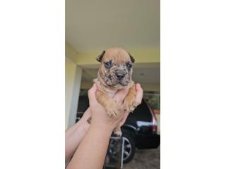 American bully choco merle tricolor Puerto Rico