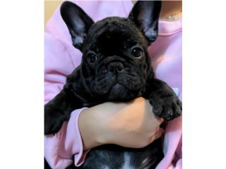 French Bulldog Hembra Puerto Rico