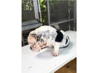 American bully  Puerto Rico