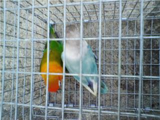 PAREJA DE LOVEBIRD ANILLADOS FISCHER Puerto Rico
