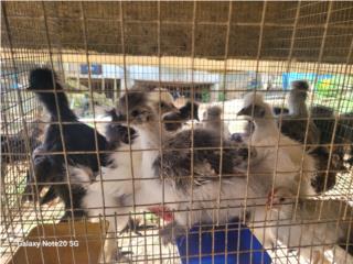 Silkies  Puerto Rico