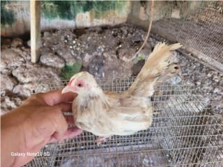 Gallitos kiris  Puerto Rico