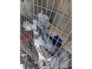 Se venden conejos californianas tienen 8seman Puerto Rico
