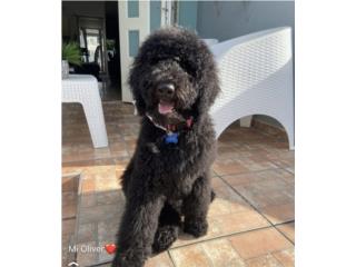 Goldendoodle 7 meses  Puerto Rico