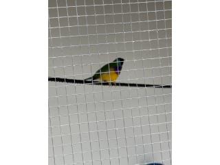 Gouldian macho  Puerto Rico