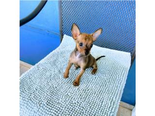 BELLA TOY CHIHUAHUA NENA CON PAPELES Y VACUNAS Puerto Rico