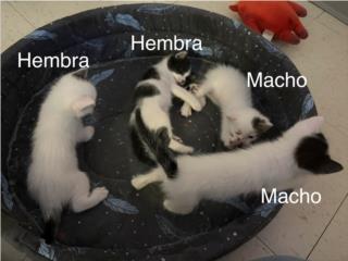 Se dan en adopci�n 4 gatitos Puerto Rico