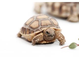Tortugas sulcata