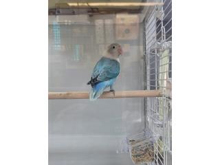 Lovebird Puerto Rico