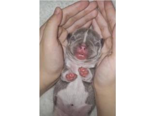 Frenchie  Puerto Rico