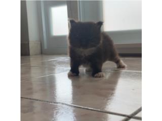 Bellos Gatitos Persa Puerto Rico