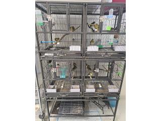 Canarios timbrados 2 lotes disponible Puerto Rico