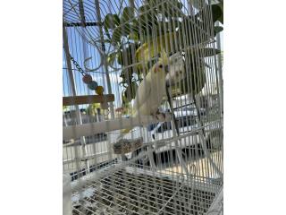 Cockatiel Lutino  Puerto Rico
