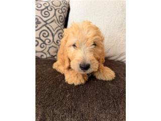 Goldendoodle Puerto Rico