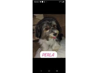 Yorkie Nena Adulta Puerto Rico