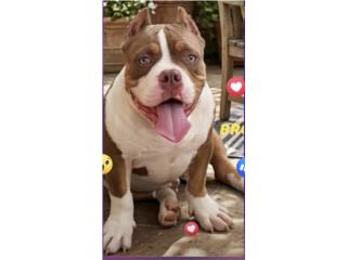 American Bully Pocket  Puerto Rico