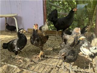 Gallina con 9 pollos Puerto Rico