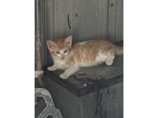 Gatitas Puerto Rico