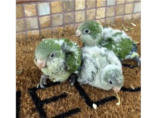 Quaker bebes habladoras Puerto Rico