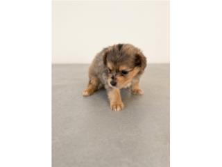 Chihuahua macho merle pelo largo Puerto Rico