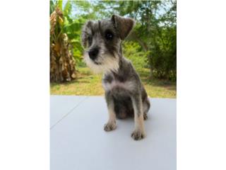 Schnauzer Puerto Rico