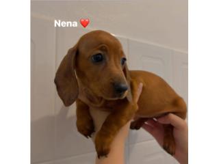 Salchichas minis (Dachshund) Puerto Rico