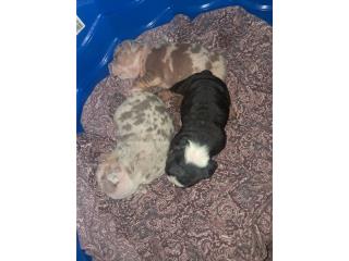 English bulldog exóticos  Puerto Rico