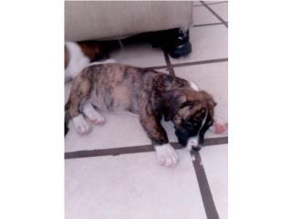 American bulldog Puerto Rico