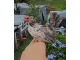 Hermosos Kiris finos, mo�udos y mansos  Puerto Rico