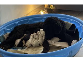Goldendoodle  Puerto Rico