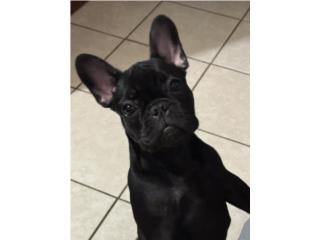 French bulldogs nena Puerto Rico