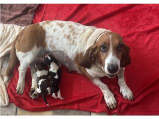 Basset Hound Puerto Rico