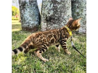 Bengals Cats Saulian Puerto Rico