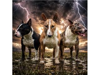 Bull Terrier  Puerto Rico